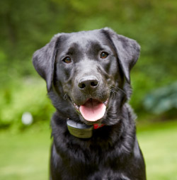 DogWatch Hidden Fence of the Triad, Kernersville, North Carolina | ProFenceX Contact Us Image