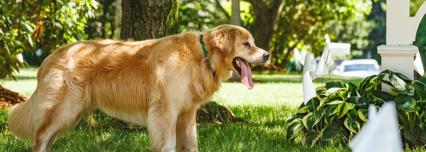 DogWatch Hidden Fence of the Triad, Kernersville, North Carolina | Outdoor Hidden Dog Fences Slider Image