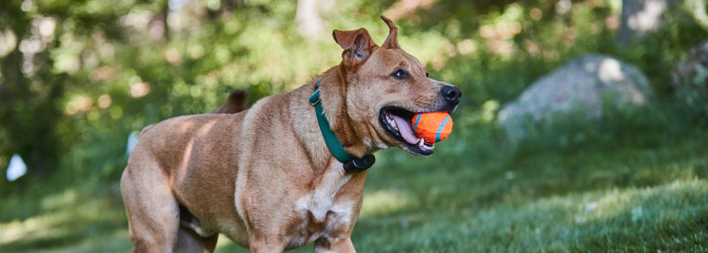 DogWatch Hidden Fence of the Triad, Kernersville, North Carolina | ProFenceX Slider Image